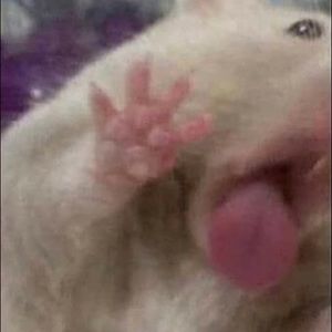 Meet your Posher, Zay